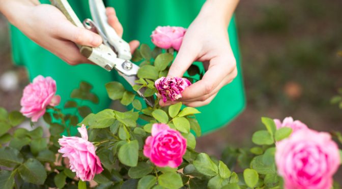 How you can grow roses in your garden?