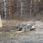 The hunter has caught the wolf! here’s what happened next