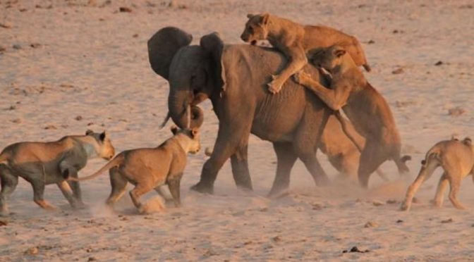 14 голодных львов напали на слона. Теперь внимание на 1:18