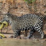 Противостояние ягуара и анаконды было снято на видео в Бразилии