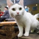 Видео, где кот застукал кошку с «любовником», рассмешило пользователей Сети