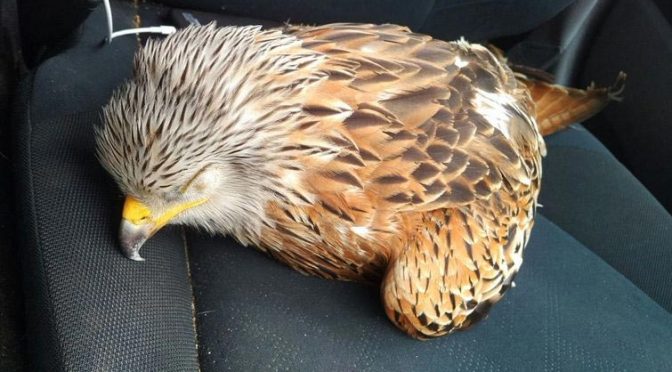 Парень спас раненную птицу, положив её в машину, и очень об этом пожалел