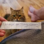 Кошка вернулась домой с запиской на ошейнике и стало ясно, что она ведет двойную жизнь