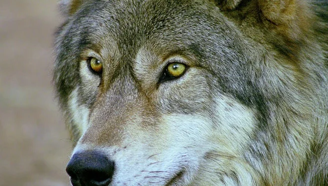 Лесник кормил волка всю зиму: через 5 лет хищник вернулся и показал такое…